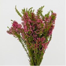 Erica Baccans (Imported) - Pink (10 Stems)