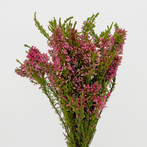 Erica Baccans (Imported) - Pink (10 Stems)
