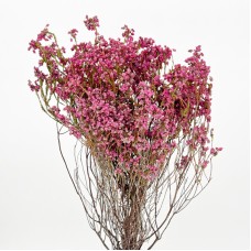 Erica Borboniifolia (Imported) - Pink (10 Stems)