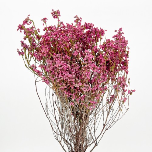 Erica Borboniifolia (Imported) - Pink (10 Stems)