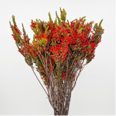 Erica Red (Imported) - Red (10 Stems) Erica Red (Imported) - Red (10 Stems)