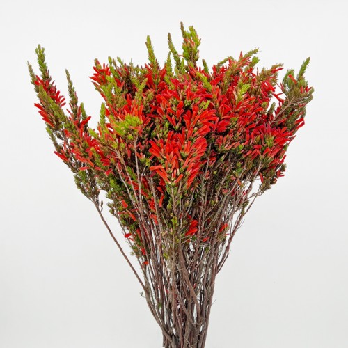 Erica Red (Imported) - Red (10 Stems)