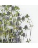 Eryngium (Imported) - Blue Green (5 Stems) Eryngium (Imported) - Blue Green (5 Stems)