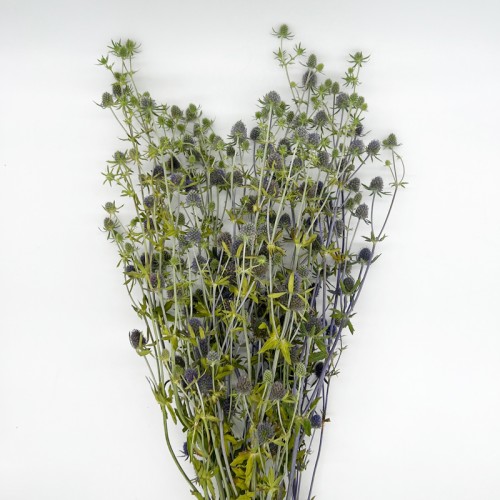 Eryngium (Imported) - Blue Green (5 Stems) Eryngium (Imported) - Blue Green (5 Stems)