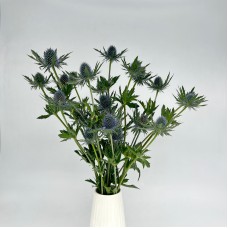 Eryngium (Imported) - Questar Blue (5 Stems)