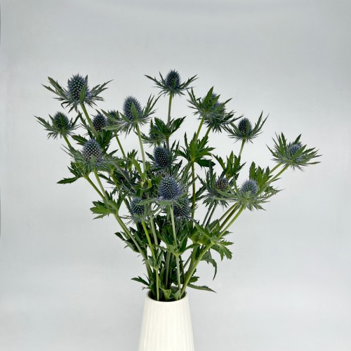 Eryngium (Imported) - Questar Blue (5 Stems)