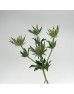 Eryngium (Imported) - Questar White (5 Stems)