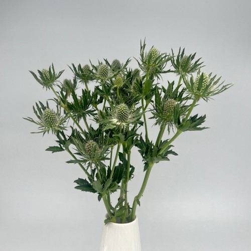 Eryngium (Imported) - Questar White (5 Stems)