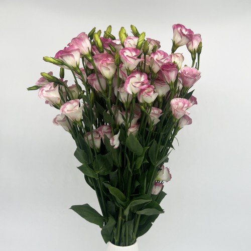 Eustoma (Imported) - (Mini) W/P (Per Bundle)
