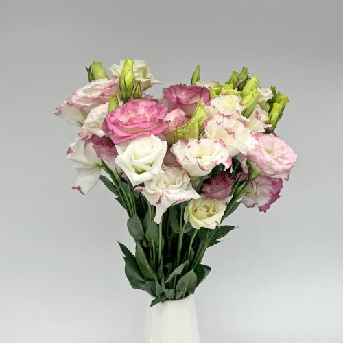 Eustoma (Imported) - White/Pink (Per Bundle) Eustoma (Imported) - White/Pink (Per Bundle)