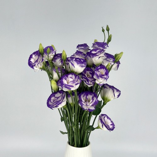 Eustoma (Imported) - White/Purple (Per Bundle) Eustoma (Imported) - White/Purple (Per Bundle)