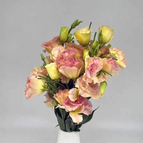 Eustoma (Imported) - Champagne (Per Bundle) Eustoma (Imported) - Champagne (Per Bundle)