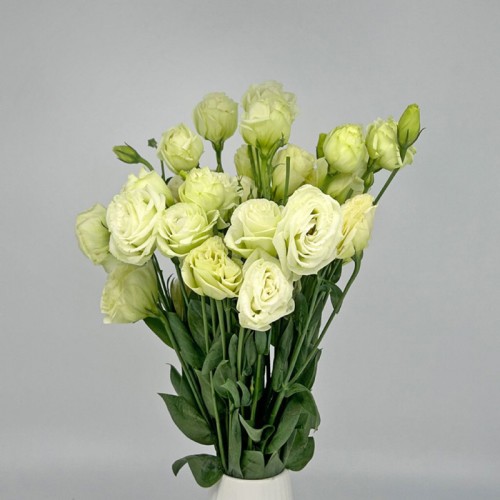 Eustoma (Imported) - Green (Per Bundle) Eustoma (Imported) - Green (Per Bundle)
