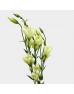 Eustoma (Imported) - Mini Green (Per Bundle)