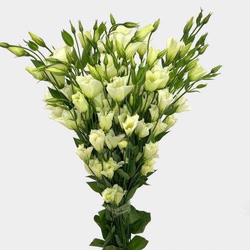 Eustoma (Imported) - Mini Green (Per Bundle)
