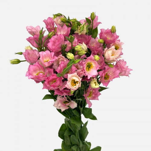 Eustoma (Imported) - Mini Pink (Per Bundle)