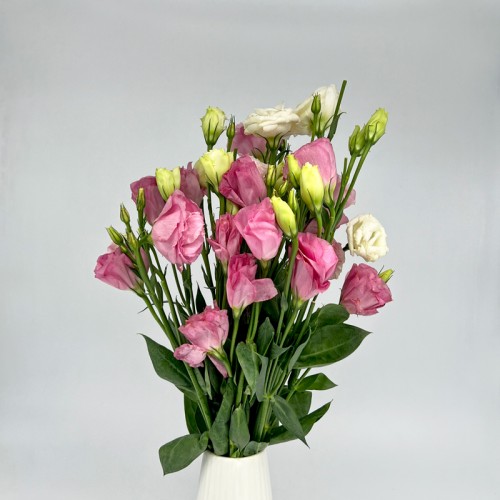 Eustoma (Imported) - Pink (Per Bundle) Eustoma (Imported) - Pink (Per Bundle)