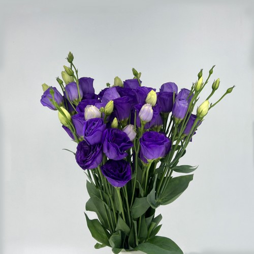 Eustoma (Imported) - Purple (Per Bundle)