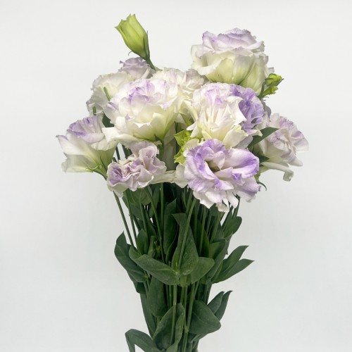 Eustoma (Imported) - Smoke Grey (Per Bundle) Eustoma (Imported) - Smoke Grey (Per Bundle)