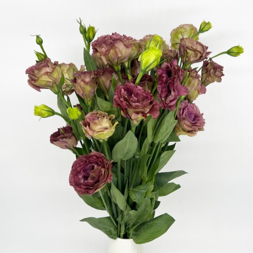 Eustoma (Imported) - Tea Color (Per Bundle) Eustoma (Imported) - Tea Color (Per Bundle)