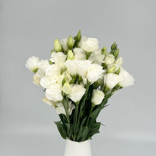 Eustoma (Imported) - White (Per Bundle) Eustoma (Imported) - White (Per Bundle)