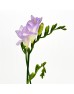 Freesia (Imported) - Purple (Per Bundle) Freesia (Imported) - Purple (Per Bundle)
