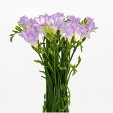 Freesia (Imported) - Purple (Per Bundle) Freesia (Imported) - Purple (Per Bundle)