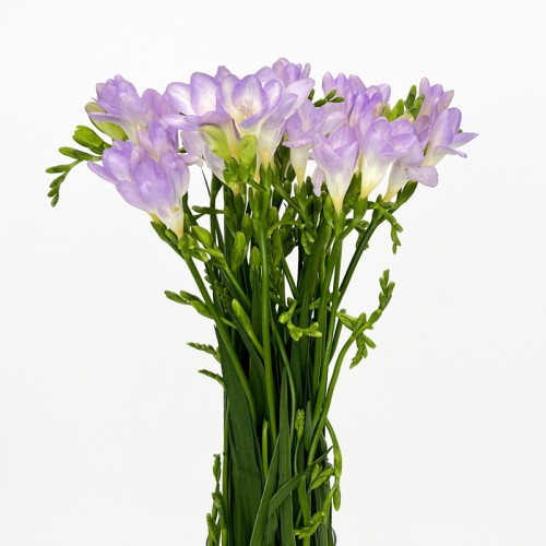 Freesia (Imported) - Purple (Per Bundle) Freesia (Imported) - Purple (Per Bundle)
