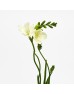 Freesia (Imported) - White (Per Bundle) Freesia (Imported) - White (Per Bundle)