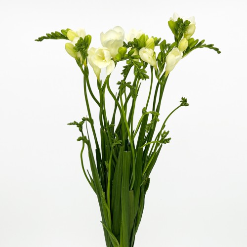 Freesia (Imported) - White (Per Bundle) Freesia (Imported) - White (Per Bundle)