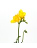 Freesia (Imported) - Yellow (Per Bundle) Freesia (Imported) - Yellow (Per Bundle)