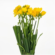 Freesia (Imported) - Yellow (Per Bundle) Freesia (Imported) - Yellow (Per Bundle)