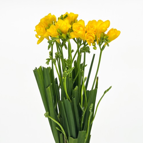 Freesia (Imported) - Yellow (Per Bundle) Freesia (Imported) - Yellow (Per Bundle)