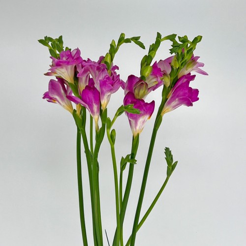 Freesia (Imported) - Pink (5 Stems)