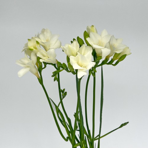 Freesia (Imported) - White (5 Stems)