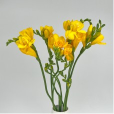 Freesia (Imported) - Yellow (5 Stems)
