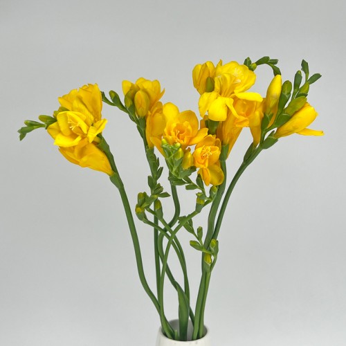 Freesia (Imported) - Yellow (5 Stems)