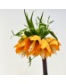 Fritillaria (Imported) - (Per Stem) Fritillaria (Imported) - (Per Stem)
