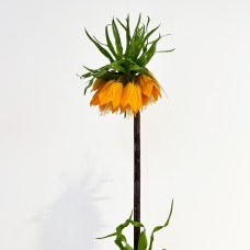 Fritillaria (Imported) - (Per Stem)