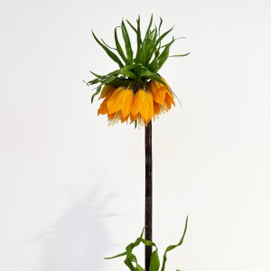 Fritillaria (Imported) - (Per Stem)
