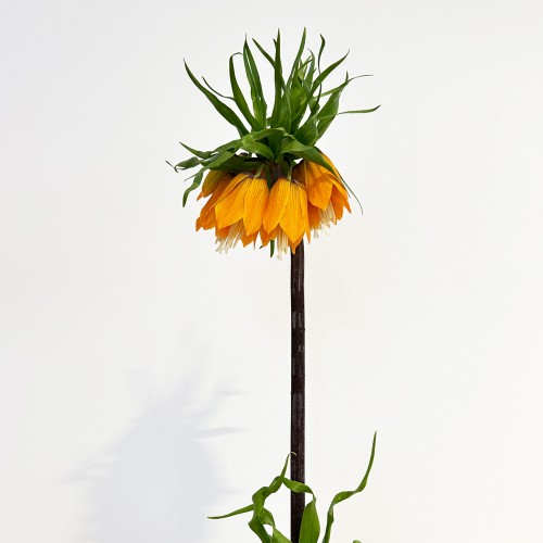 Fritillaria (Imported) - (Per Stem) Fritillaria (Imported) - (Per Stem)