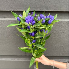 Gentiana (Imported) - Purple (5 Stems)