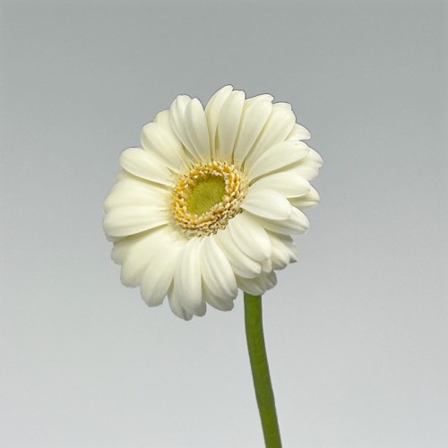 Gerbera Gemini (Imported) - Albino (5 Stems)