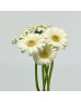 Gerbera Gemini (Imported) - Albino (5 Stems)