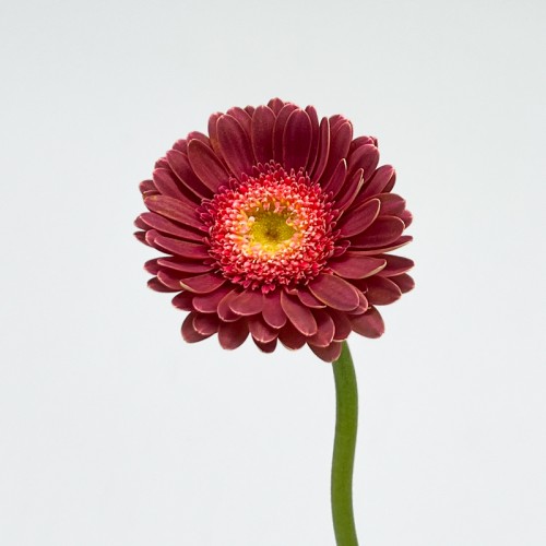 Gerbera Gemini (Imported) - Bizar (CherryPink) (5 Stems)