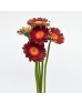 Gerbera Gemini (Imported) - Bizar (CherryPink) (5 Stems)