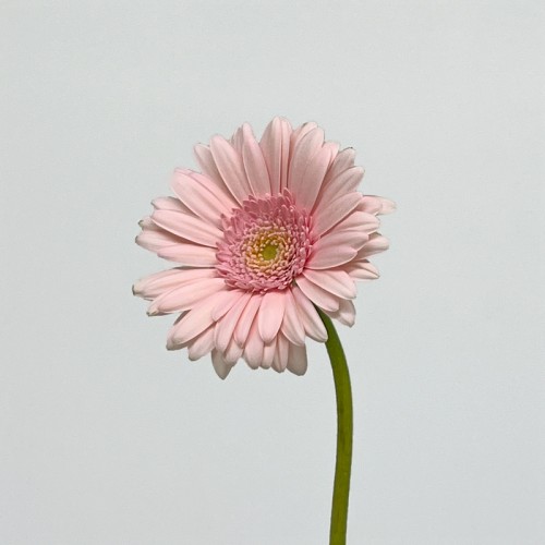Gerbera Gemini (Imported) - Bridal Kimsley (5 Stems)