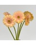 Gerbera Gemini (Imported) - Diamond Alix-noor (5 Stems) Gerbera Gemini (Imported) - Diamond Alix-noor (5 Stems)