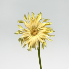 Gerbera Pasta (Imported) - Carbonara White (5 Stems)