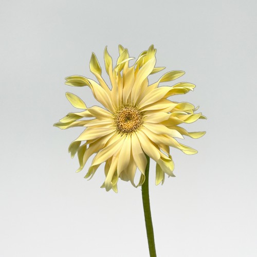 Gerbera Pasta (Imported) - Carbonara White (5 Stems)